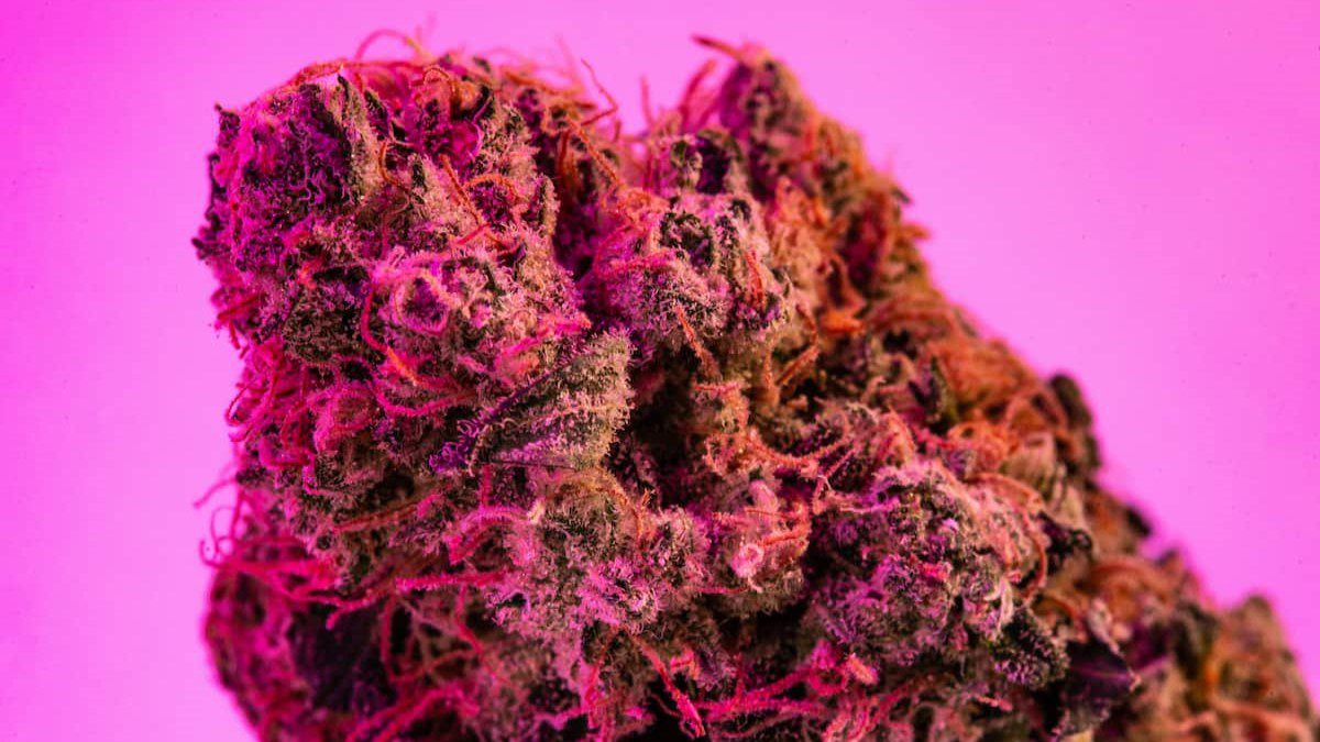 Strain Spotlight: Pink Rozay