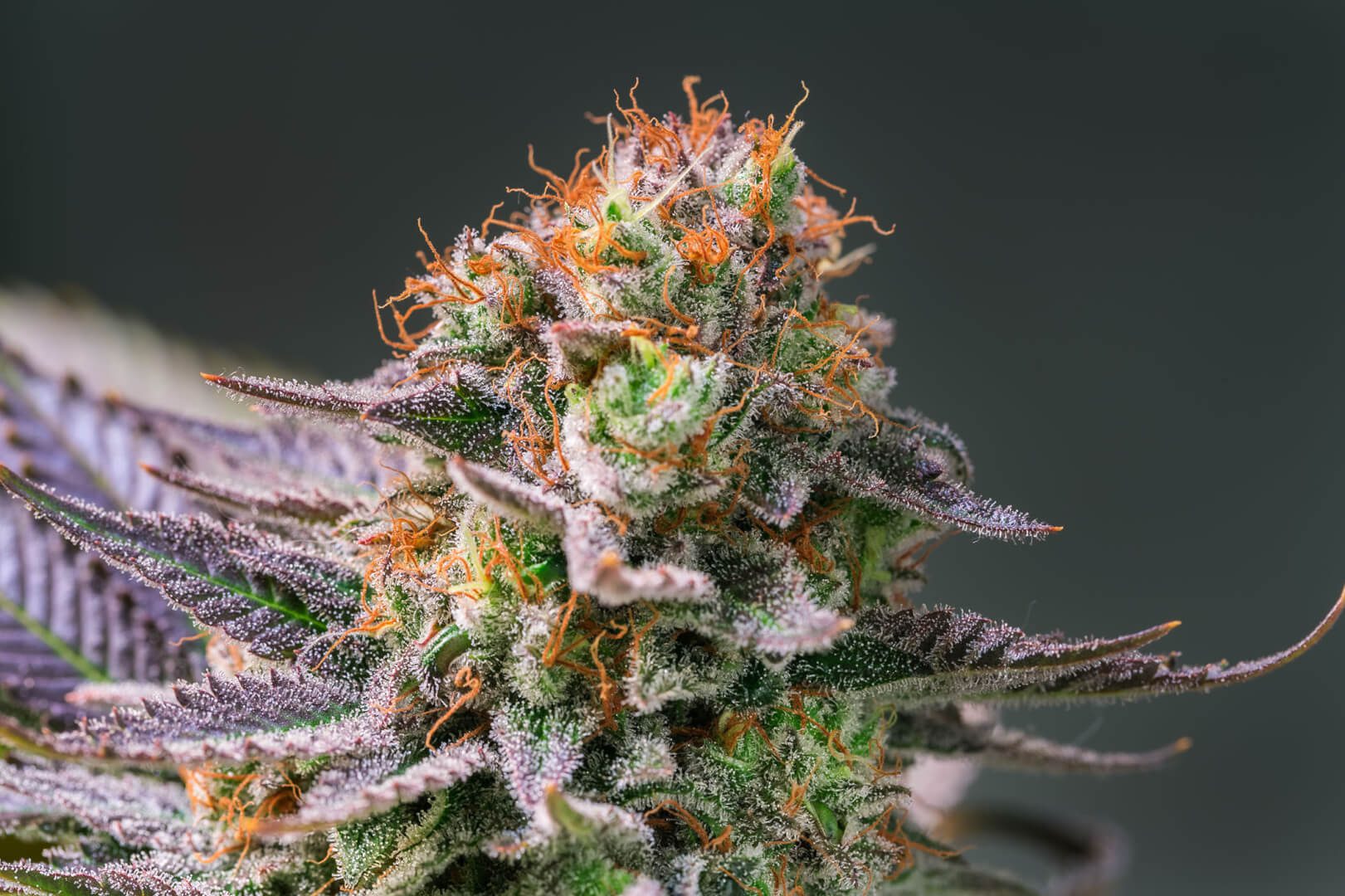 Strain Spotlight: Mac 1