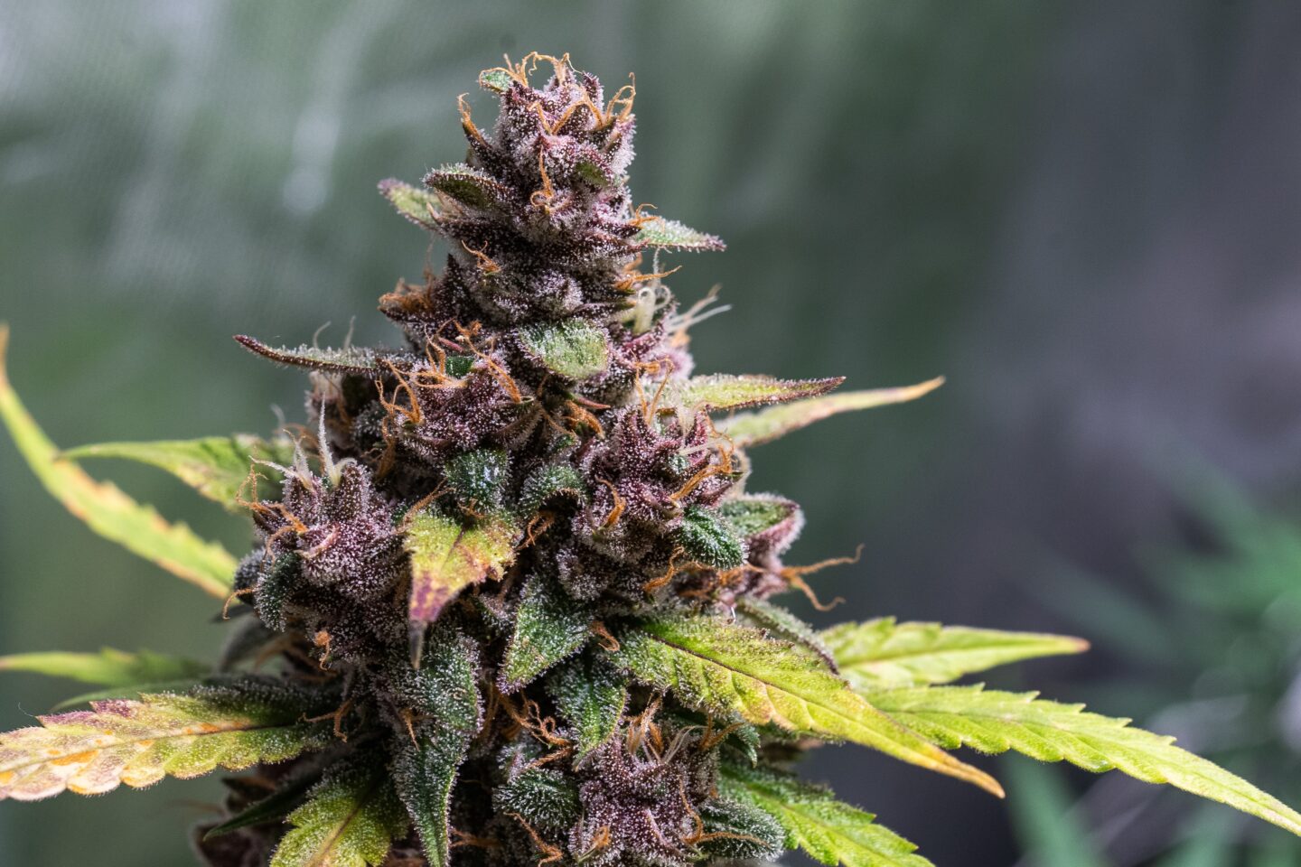 University Of Arizona Students Launch Expungement Clinic High Yields