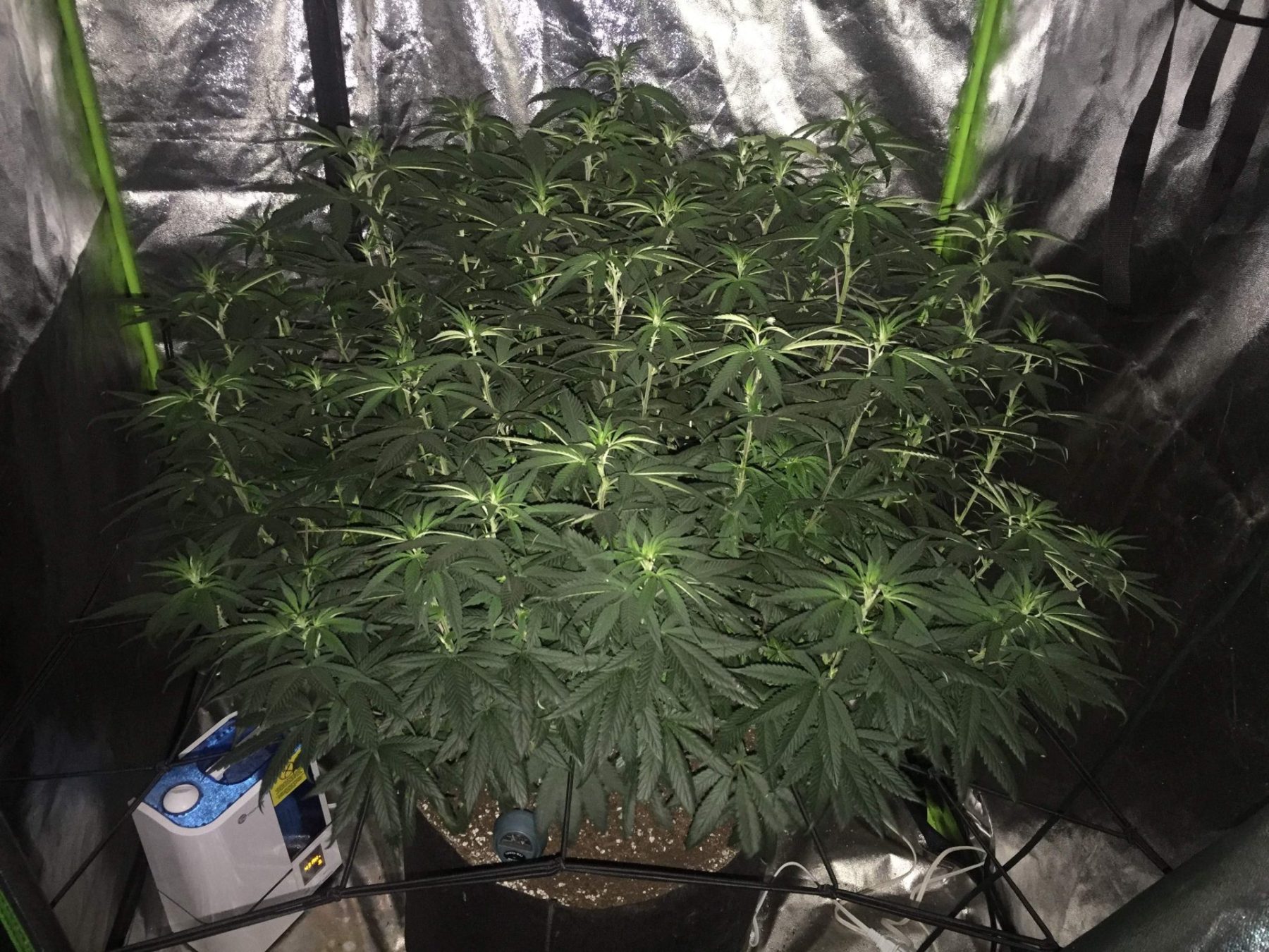 What Does A 1 Pound Plant Look Like? High Yields